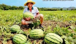 瓜农上线免费吃瓜,夏日炎炎共享清凉盛宴